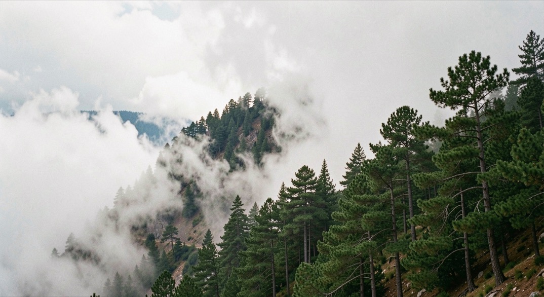 Mer de nuages butant contre un versant boisé en altitude, les troncs de pins émergent d'une brume dense
