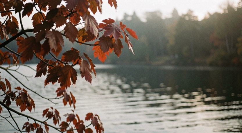Branche d'érable aux feuilles rouges se détachant devant un lac sombre, lumière voilée de fin d'après-midi
