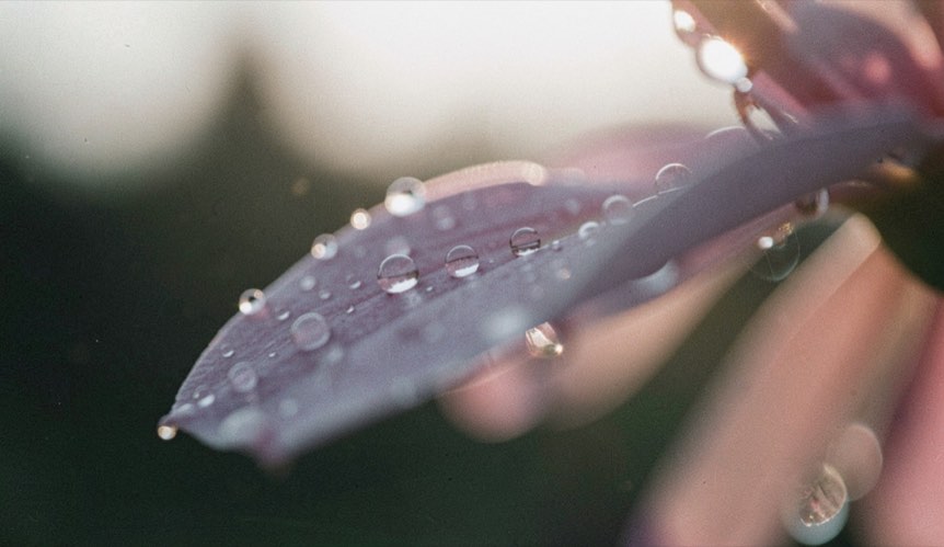 Goutte de rosée sur un pétale, vue de très près à contre-jour, l'arrière-plan se dissout en taches de couleur