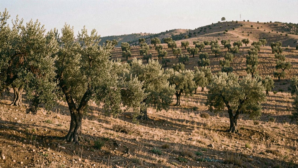 Touffe de lavande fine sur un coteau de montagne, épi allongé porté par une longue tige, fond de garrigue et de crêtes floues en lumière latérale